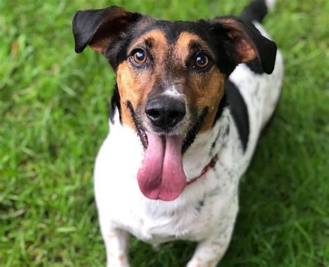 Top 10 Jack Russell Beagle Mix Black And White You Need To Know