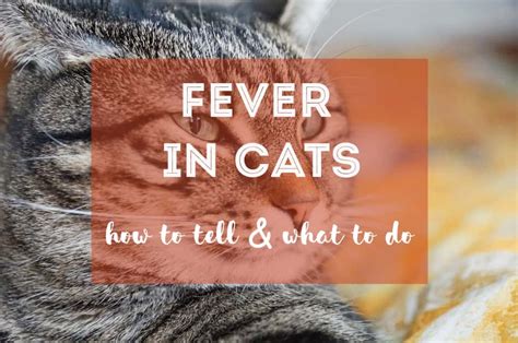 How to Tell If a Cat Has a Fever - The Fluffy Kitty