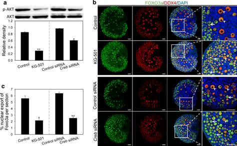 Effect Of KG 501 And CREB Knockdown On PI3KAkt Activity Ovaries At 3