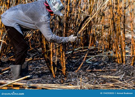 Sugarcane Farmers In Sugar Cane Field Worker In Burn Sugarcane