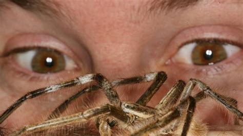 Huntsman Spider Photo Scaring The Internet The Courier Mail