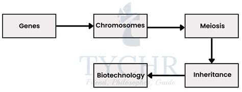 IBDP Sciences Biology Chapter 3 Notes | Tychr