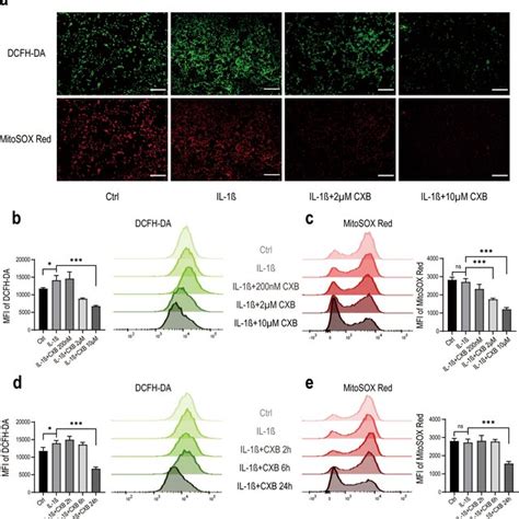 CXB Reduced Intracellular ROS And Mitochondrial ROS Production In NPCs