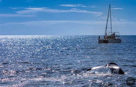 Blue Whale Tale From Mirissa Whale Watching Jerome Courtial Flickr