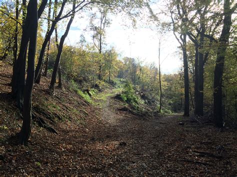 Free Images Tree Forest Wilderness Trail Sunlight Leaf Jungle