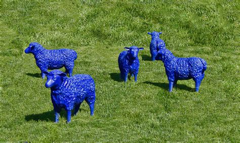 Blue sheep in the wild - Pentax User Photo Gallery