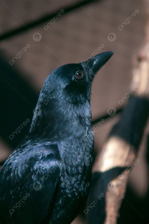 黑烏鴉肖像黑色野生動物 照片背景圖桌布圖片免費下載 Pngtree