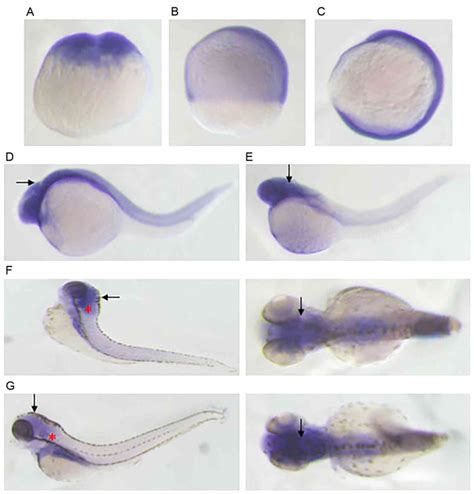 Dynamic Expression Analysis Of Armc The Homologous Gene Of Human