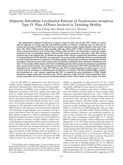 Pdf Disparate Subcellular Localization Patterns Of Pseudomonas