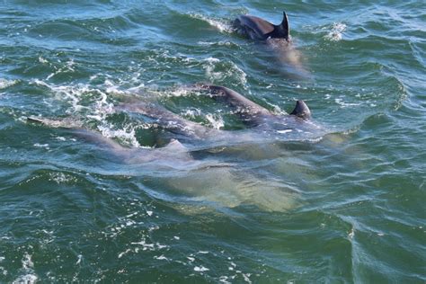 Dolphin Watching - Dolphin Docks