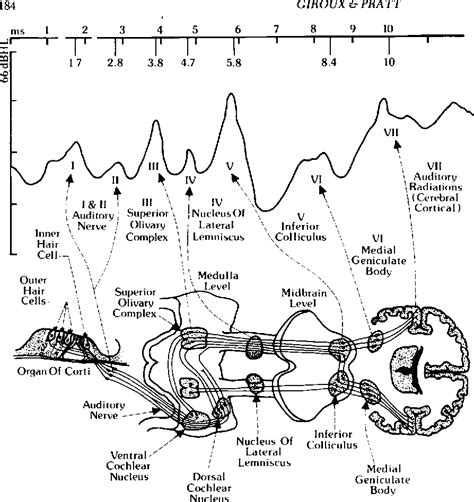 Brainstem Evoked Response Audiometry Semantic Scholar