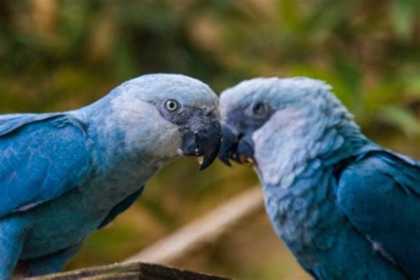 Is Spix’s Macaw Extinct? 2024 Update | Pet Keen