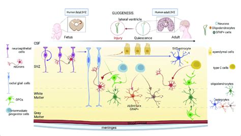 Gliogenesis In Human Fetal And Adult Brain The Progression From