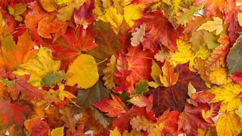 Warum färben sich Blätter im Herbst bunt Laubfärbung