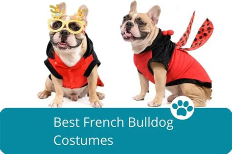 Best French Bulldog Costumes - Cute Frenchie |Top-notch Guides and Tips for French Bulldog Owners