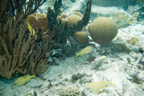 Grunts And Grooved Brain Coral Smallmouth Grunt Haemulon C Flickr