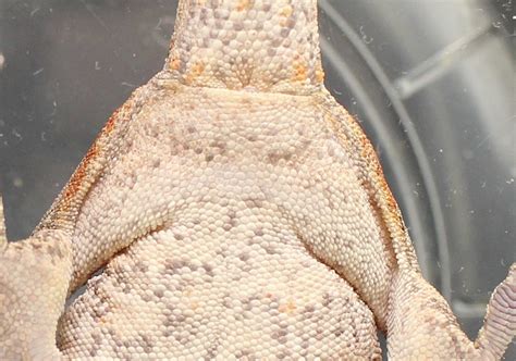 Sexing Gargoyle Gecko Help Male Or Female R Geckos