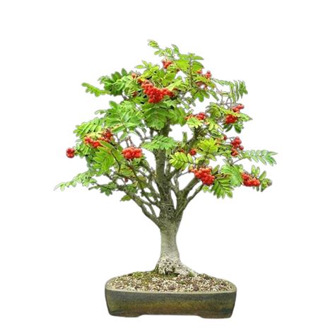 Rowan Mountain Ash Sorbus Aucuparia Bonsai 30 For 2 49