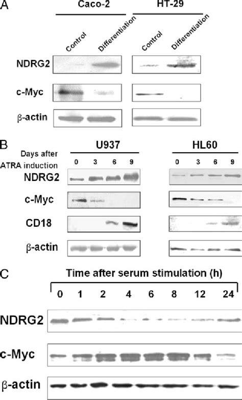 Figure 1 From The Repression Of Human Differentiation Related Gene Ndrg2 Expression By Myc Via