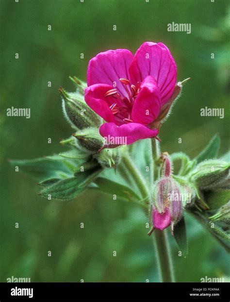 Sticky Geranium In Kirks Hill Area Of Bozeman Montana Stock Photo Alamy