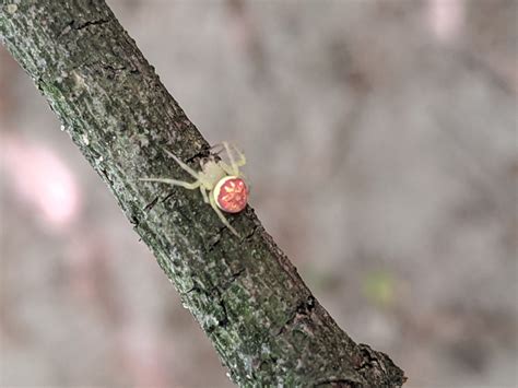 Orb Weaving Spider PEST CONTROL CANADA