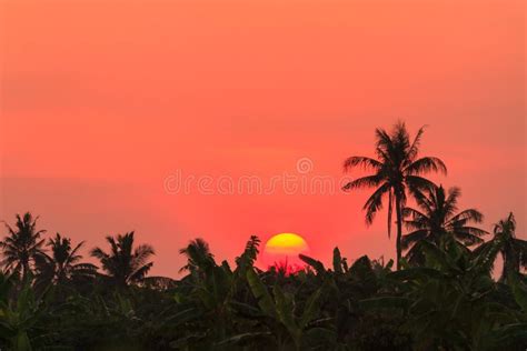 367 Banana Farm Sunset Stock Photos Free And Royalty Free Stock Photos