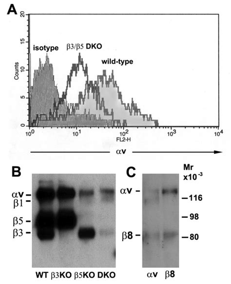 Characterization of αv integrin expression on microglia derived from