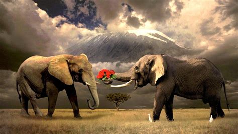 HD Elephant Wallpapers - Wallpaper Cave