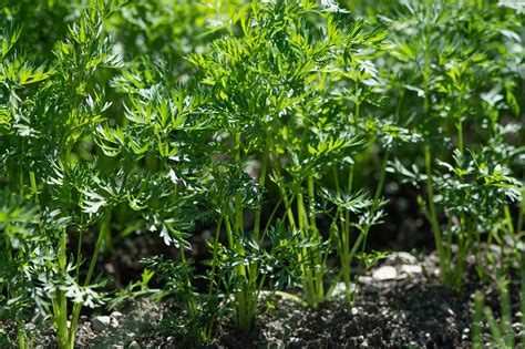 Cultivo De Zanahoria Huerto En Casa