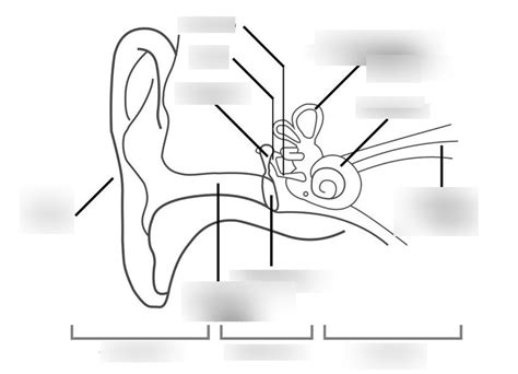 Ear Labeling Diagram Diagram | Quizlet