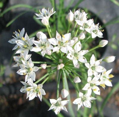 Vente de Allium odorum Ciboule de chine Pépinières Quissac