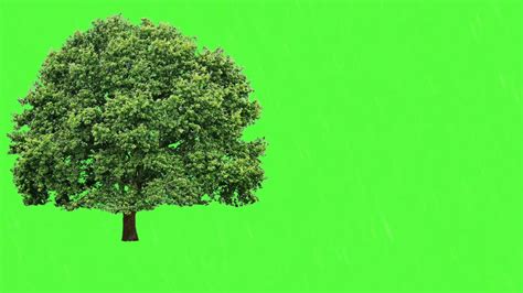 Tree Green Screen