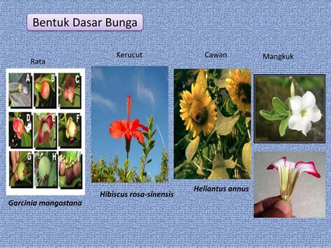 Ppt Morfologi Tumbuhan Jenis Dan Bagian Bunga Ppt