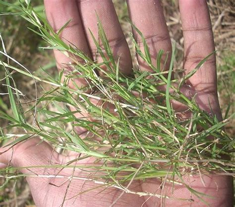 Types Of Bermuda Grass For Lawns