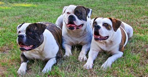 American Bulldog: Appearance, Personality, History, Types, and FAQs!