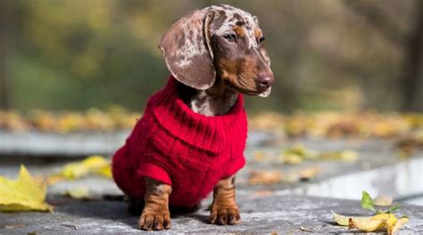 Dapple Dachshund Welcome To The Sausage Dog World