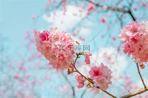 春天立春樱花繁花盛开自然风景摄影图高清摄影大图 千库网