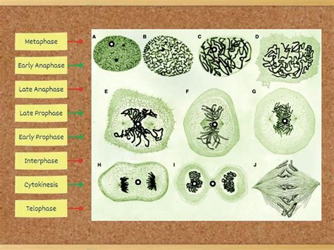 Mitosis stages - Labelled diagram