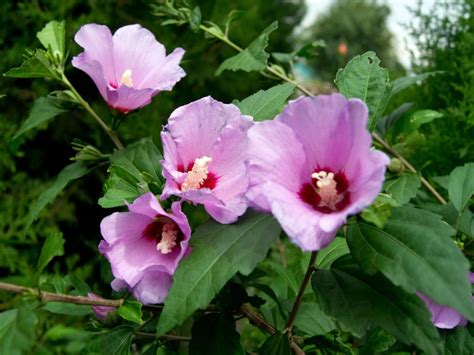 Rose Of Sharon Bush Learn More About Growing Rose Of Sharon