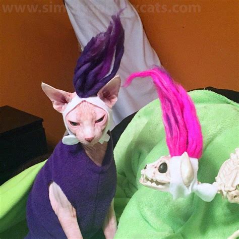 Top 92 Pictures Sphynx Cat Dressed Up With Wig Completed