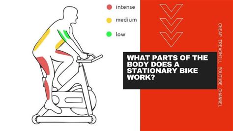 What Parts Of The Body Does A Stationary Bike Work YouTube