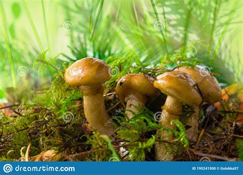 Butter Mushrooms Yellow Boletus Lat Suillus Luteus Grow In The Forest