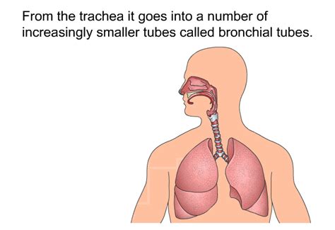 PatEdu.com : Interstitial Lung Diseases