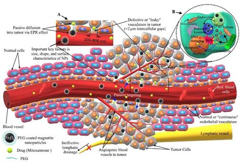 Schematic Representation Of The Passive Targeting Enhanced Download Scientific Diagram