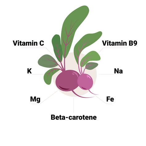 Vector Beetroot With Its Constituent Vitamins And Minerals Including