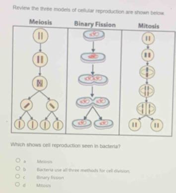 Solved Review The Three Models Of Cellular Reproduction Are Shown