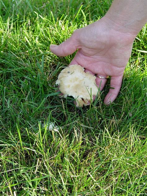 Mushrooms In The Lawn