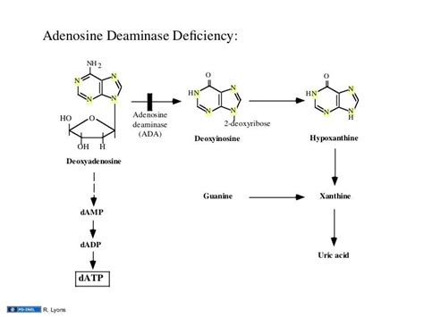 12.12.08: Nucleotide Metabolism