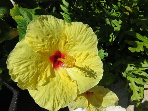 90+ Free Hawaiian Hibiscus & Hibiscus Images - Pixabay