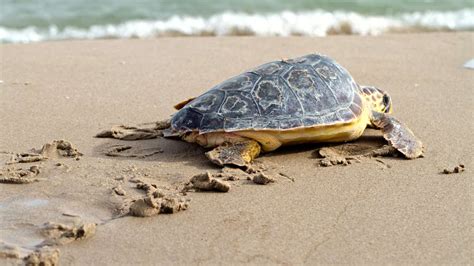 See Turtles At Bundaberg Mon Repos Turtle Encounter